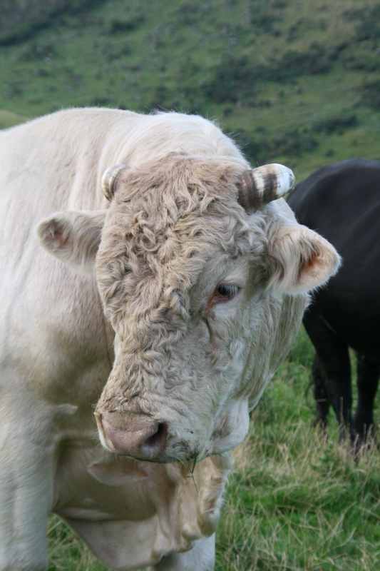 Nieuw-Zeeland 2011 - 1875